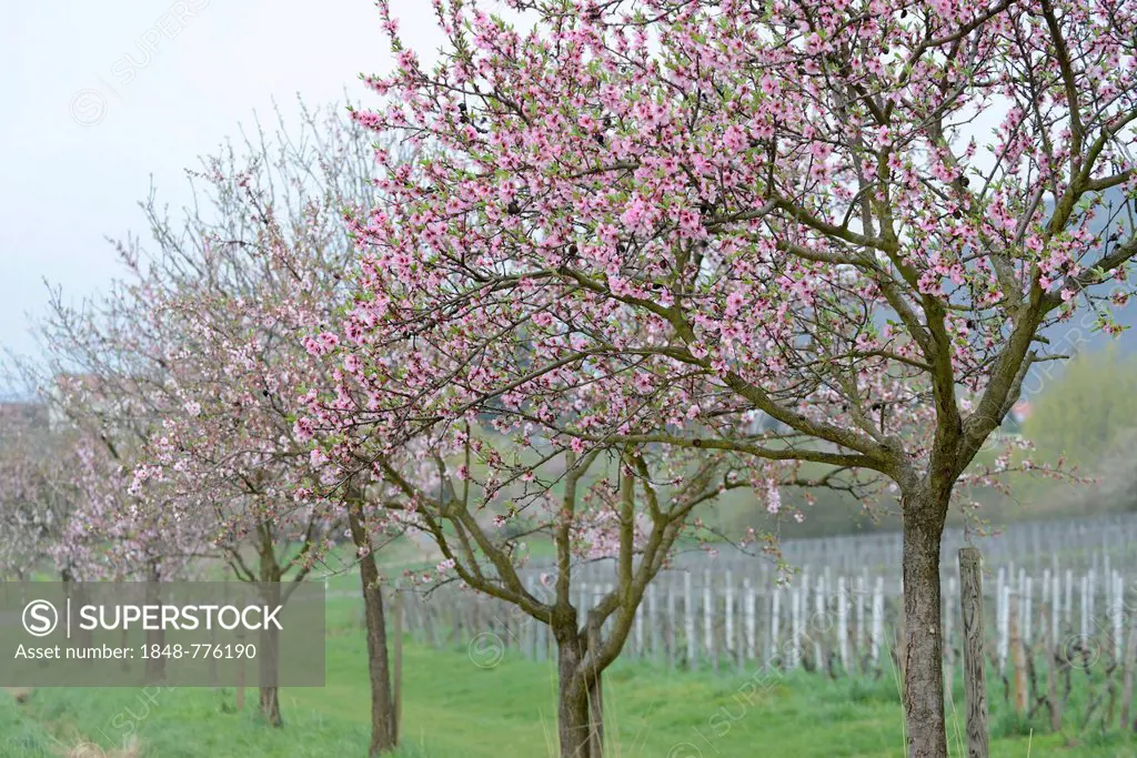 Blossoming Almond (Prunus dulcis) trees