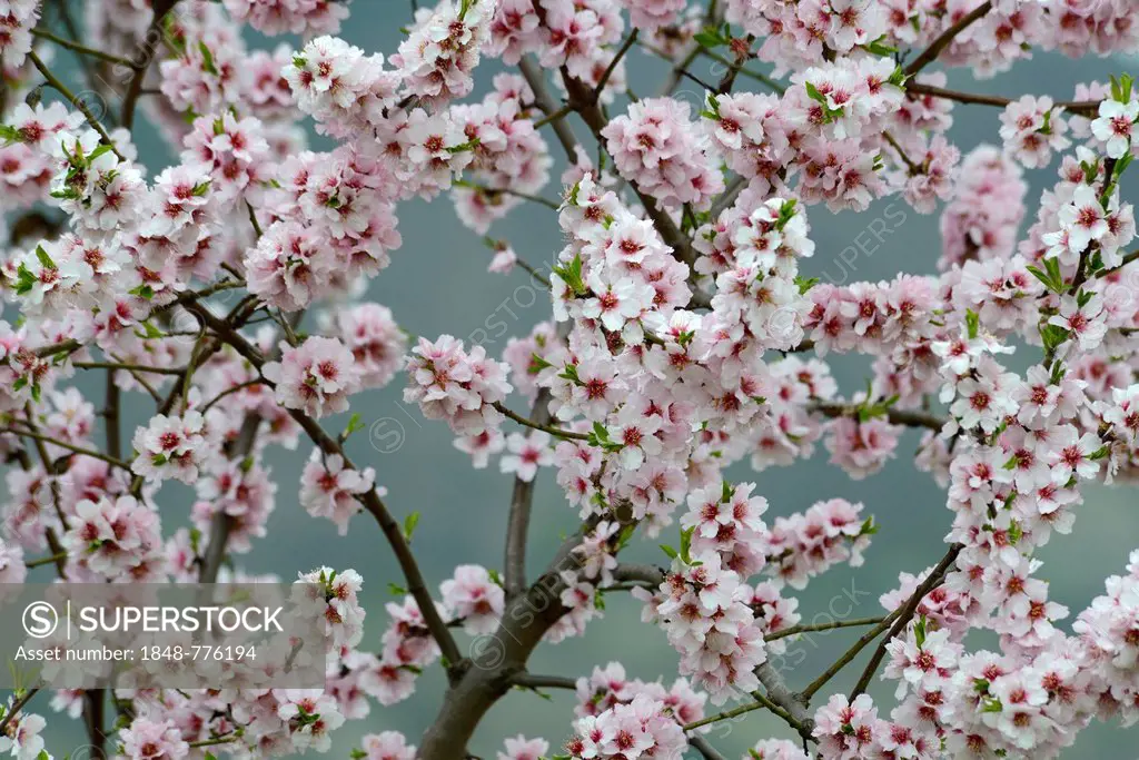 Blossoming Almond tree (Prunus dulcis)