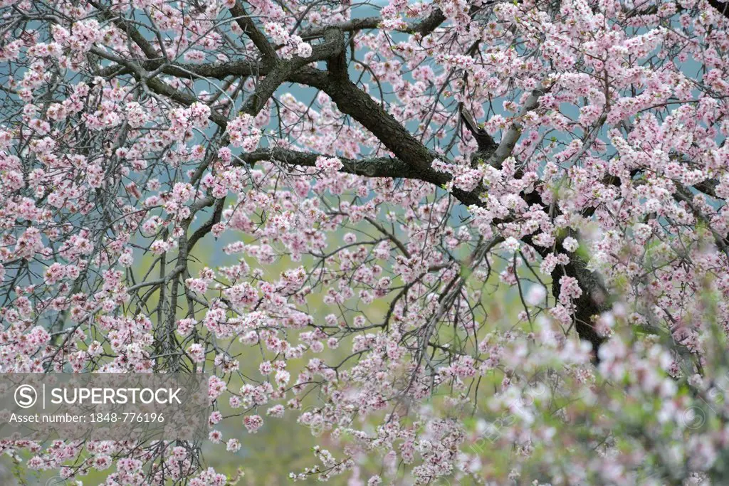 Blossoming Almond tree (Prunus dulcis)
