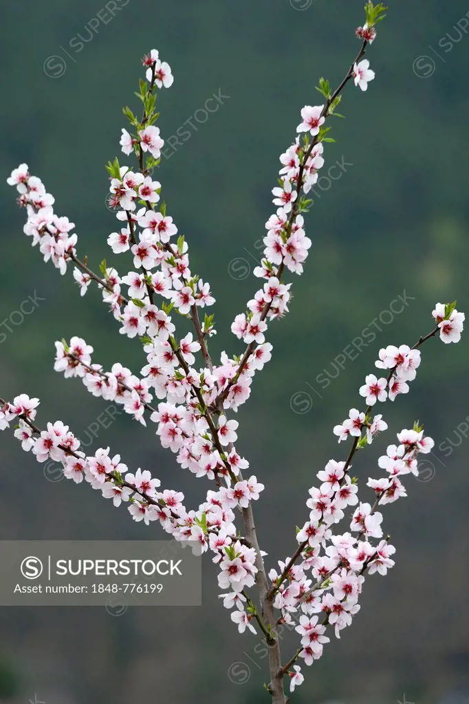 Blossoms of an Almond (Prunus dulcis)