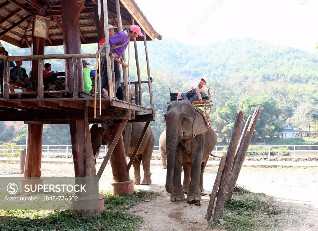 Elephant camp on the Mae Kok river, mahout leading an elephant to the stand where tourists can climb onto the elephant, Baan Ruamit, Karen Ruammit, Ch...