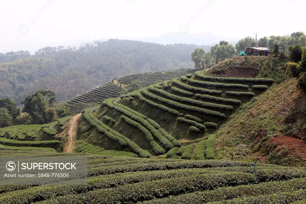 101 Tea Plantation, Oolong tea plantation in Mae Salong, Santikhiri, 1800 m, Chiang Rai province, northern Thailand, Asia