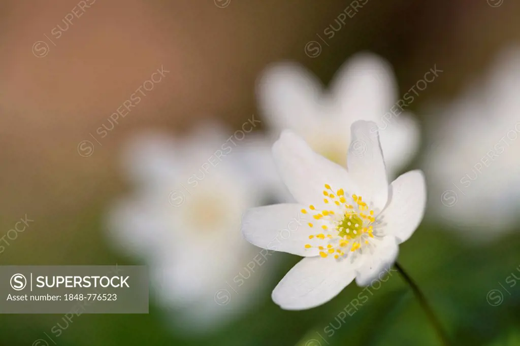 Wood Anemone, Windflower or Thimbleweed (Anemone nemorosa), Hesse, Germany, Europe