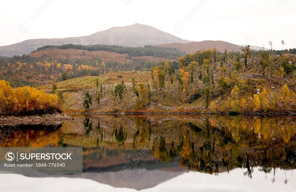 Autumnal coloured trees, Loch Cuillin, Highlands, Scotland, United Kingdom, Europe