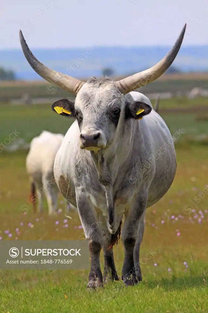 Hungarian Grey Cattle or Hungarian Steppe Cattle (Bos primigenius taurus), standing on a pasture