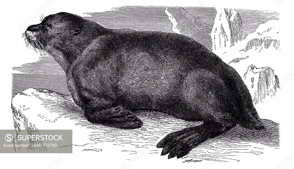 Sea Lion (Otaria ursina), an illustration from Meyers Konversationslexikon encyclopedia, 1897