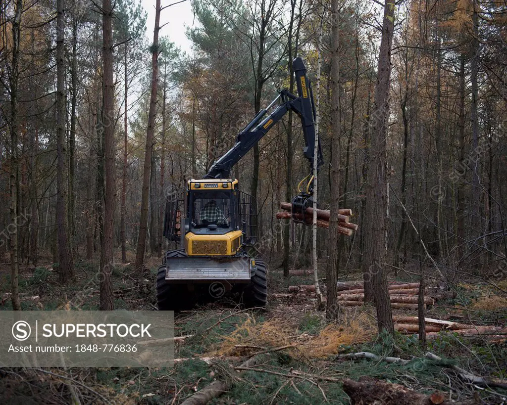 Forestry forwarder harvesting timber, working in a rough forest