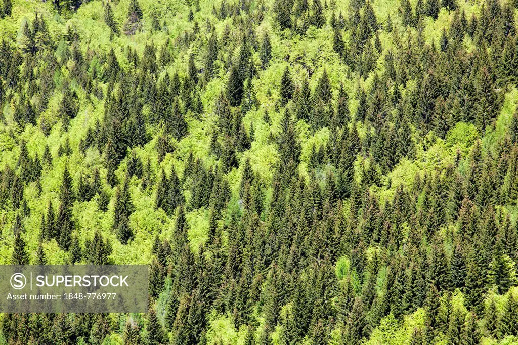 Mixed forest near Bovec, Slovenia, Europe