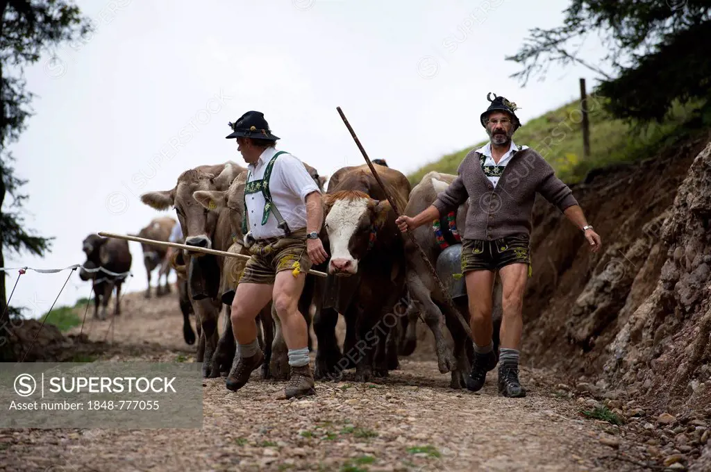 Shepherds with a herd of cattle during the Viehscheid cattle drive