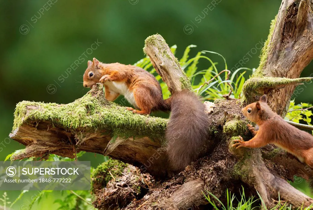 One Red squirrel (Sciurus vulgaris) collecting hazelnuts from a tree stump, while a second squirrel looks on