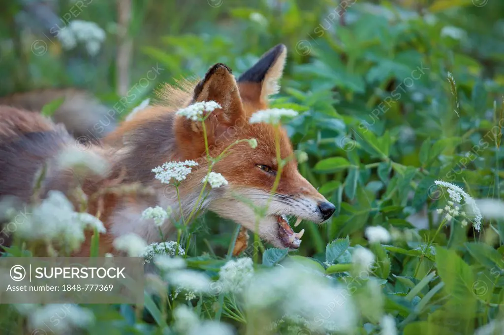 Red Fox (Vulpes vulpes) standing in tall grass