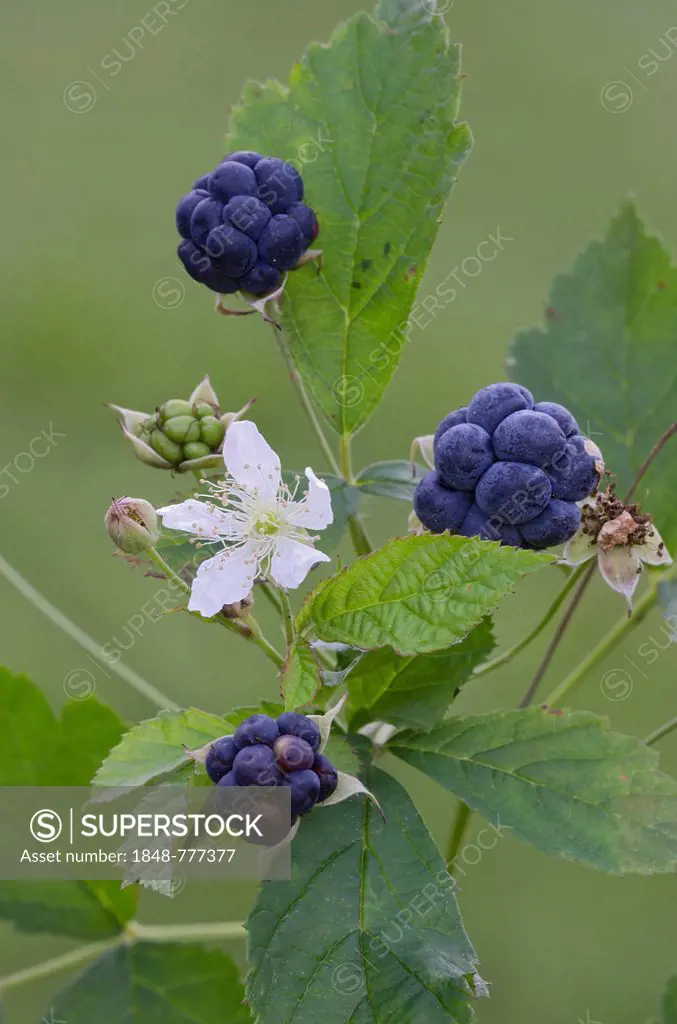 European Dewberry (Rubus caesius)