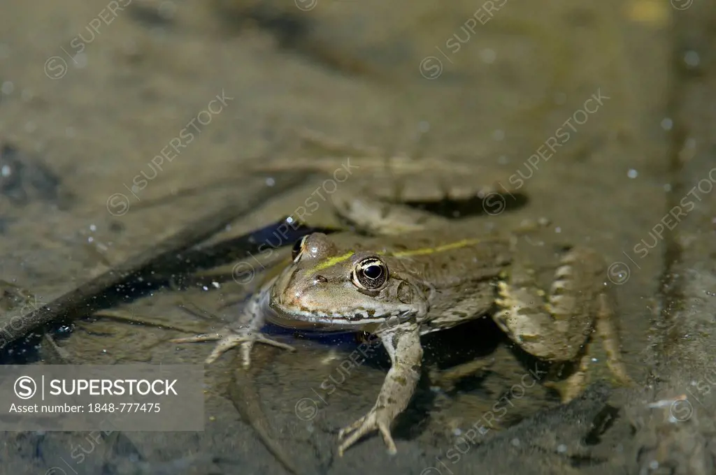 Edible frog, Water frog or Green frog (Pelophylax esculentus)
