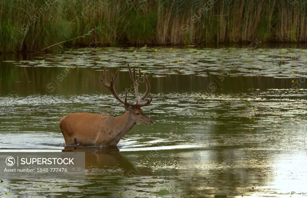 Red deer (Cervus elaphus), stag standing in a lake