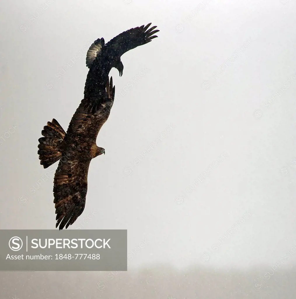 Golden eagle (Aquila chrysaetos) and Common raven (Corvus corax) in flight