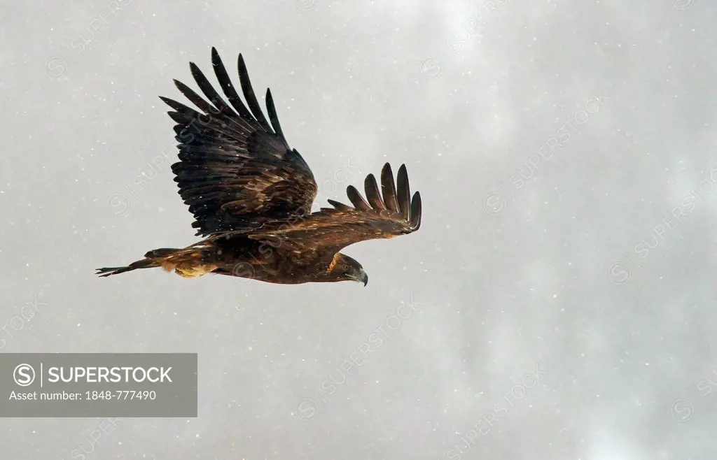 Golden Eagle (Aquila chrysaetos) in flight