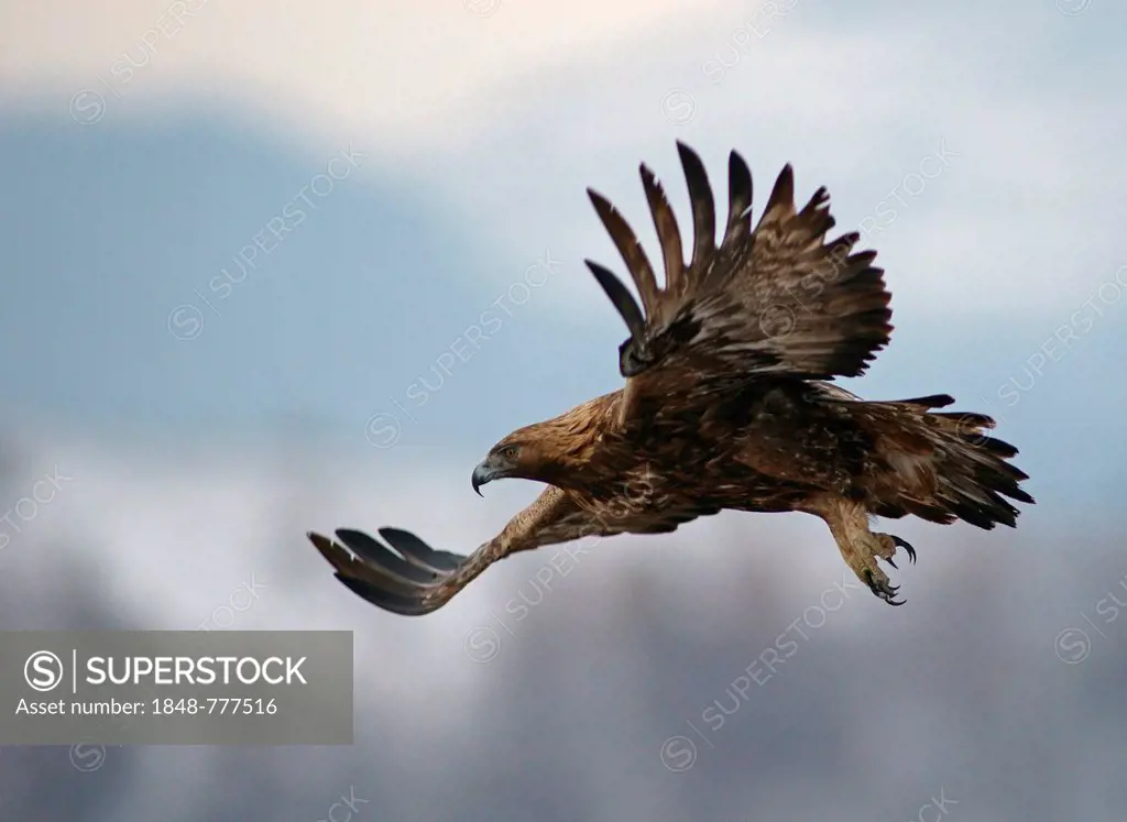 Golden Eagle (Aquila chrysaetos) in flight