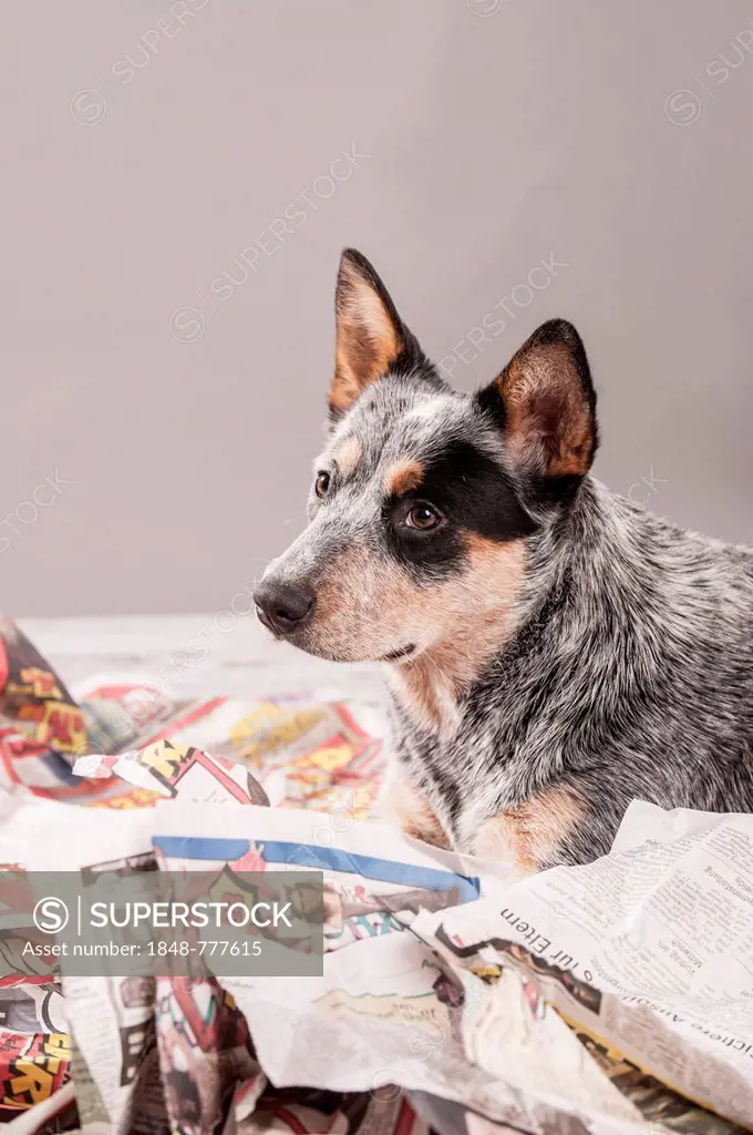 Australian Cattle Dog, young dog shredding newspaper