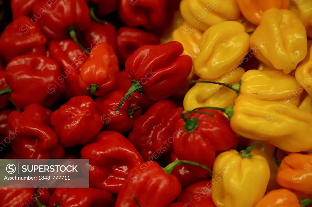 Red and yellow habanero chili peppers at a stand at Fruit Logistica
