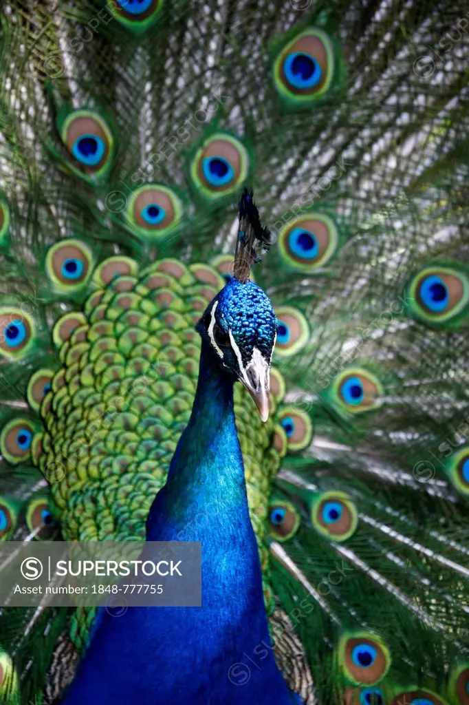 Indian Peafowl or Blue Peafowl (Pavo cristatus), peacock