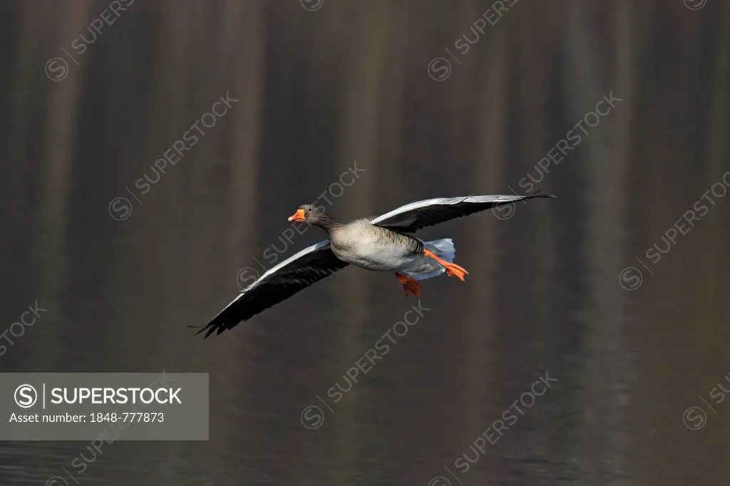 Greylag Goose (Anser anser), in flight