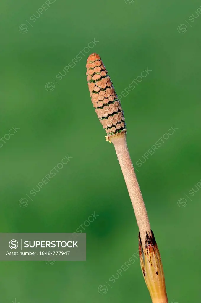 Field Horsetail or Common Horsetail (Equisetum arvense), spore spike