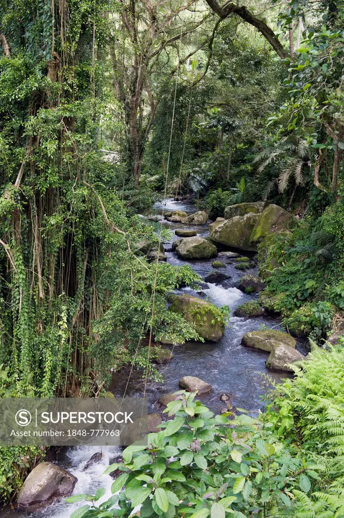 Pakrisan River flowing through the jungle of Gunung Kawi