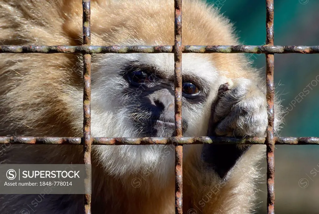 Lar Gibbon (Hylobates lar), sandy morph, behind bars