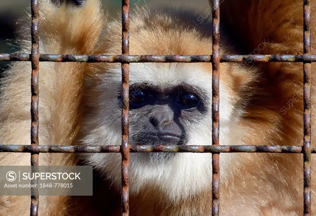 Lar Gibbon (Hylobates lar), sandy morph, behind bars