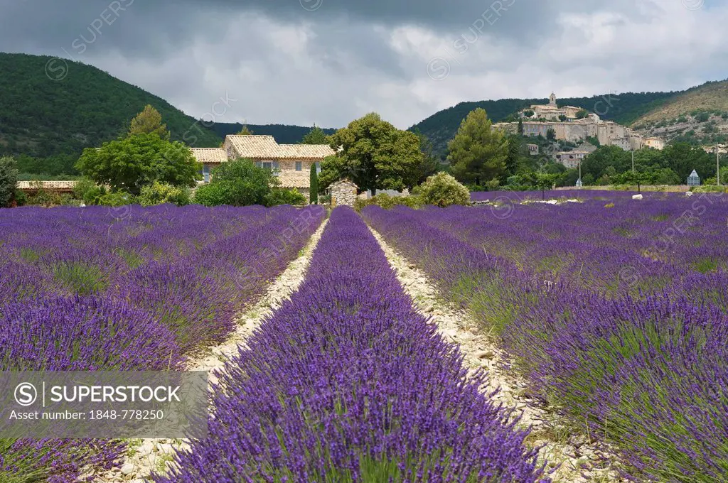 House in a lavender field