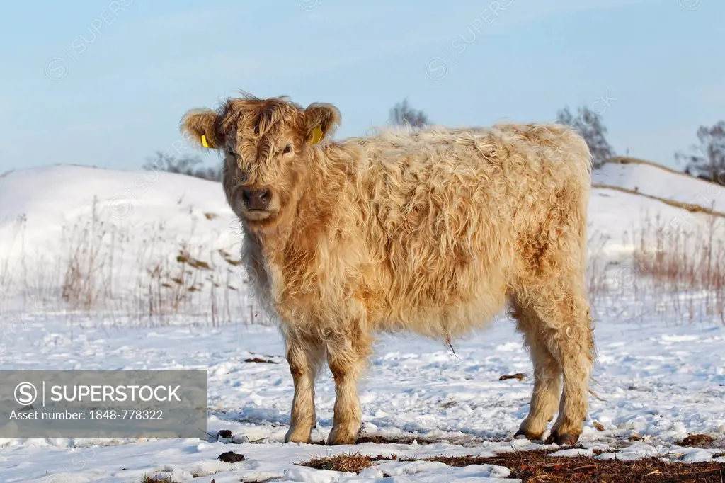 Galloway cattle in winter