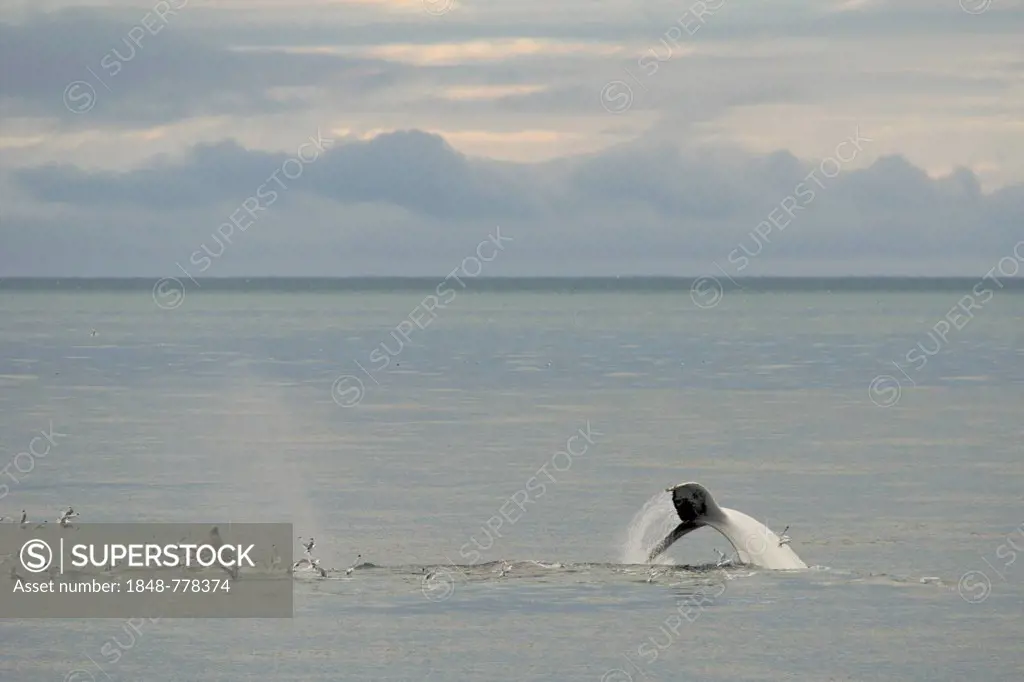 Rare, possibly the only, white Humpback Whale (Megaptera novaeangliae) in the northern hemisphere