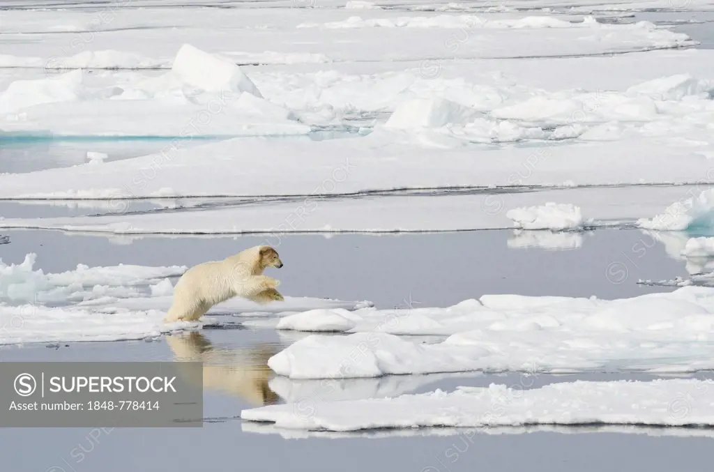 Polar Bear (Ursus maritimus) with a blood-stained brown coloured head jumping on pack ice