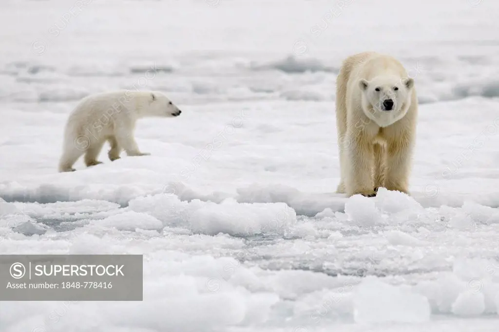 Lean female Polar Bear (Ursus maritimus) with a lean cub