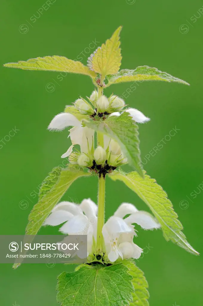 White nettle or white dead-nettle (Lamium album), stem with flowers