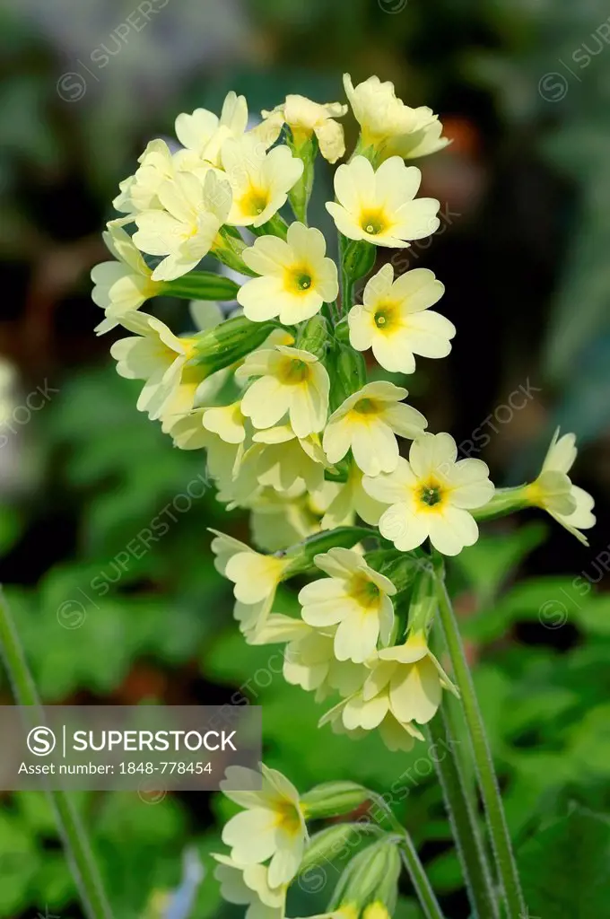 Oxlip or True Oxlip (Primula elatior), in flower