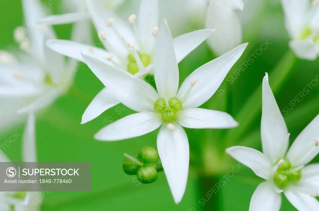 Ramsons (Allium ursinum), flowers
