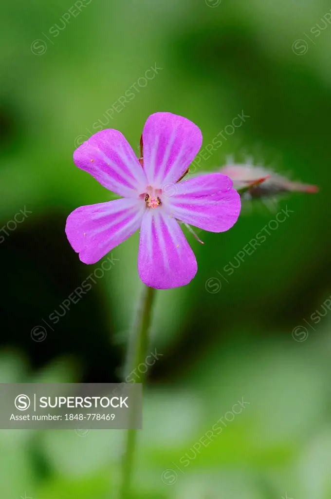 Herb Robert, Robert Geranium (Geranium robertianum), flower