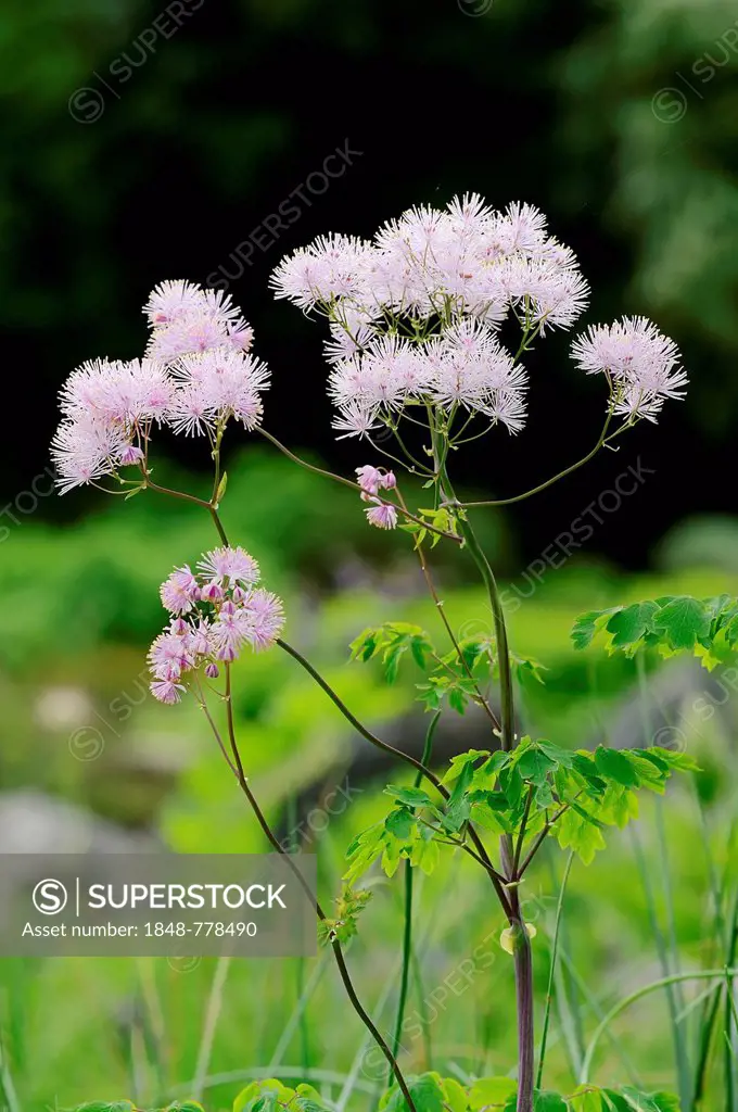 Greater Meadow-rue, Columbine Meadow-rue or French Meadow-rue (Thalictrum aquilegiifolium), flowering