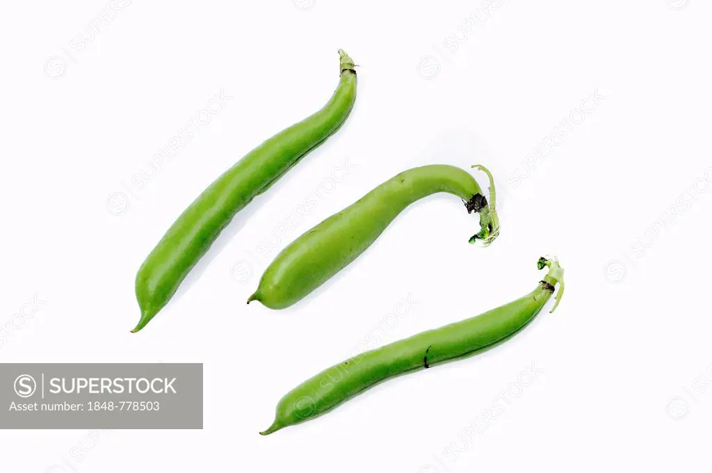 Broad beans or fava beans (Vicia faba), pods