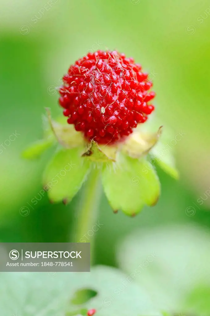 Mock Strawberry, Gurbir, Indian Strawberry or False Strawberry (Duchesnea indica, Potentilla indica), fruit, occurrence in Asia
