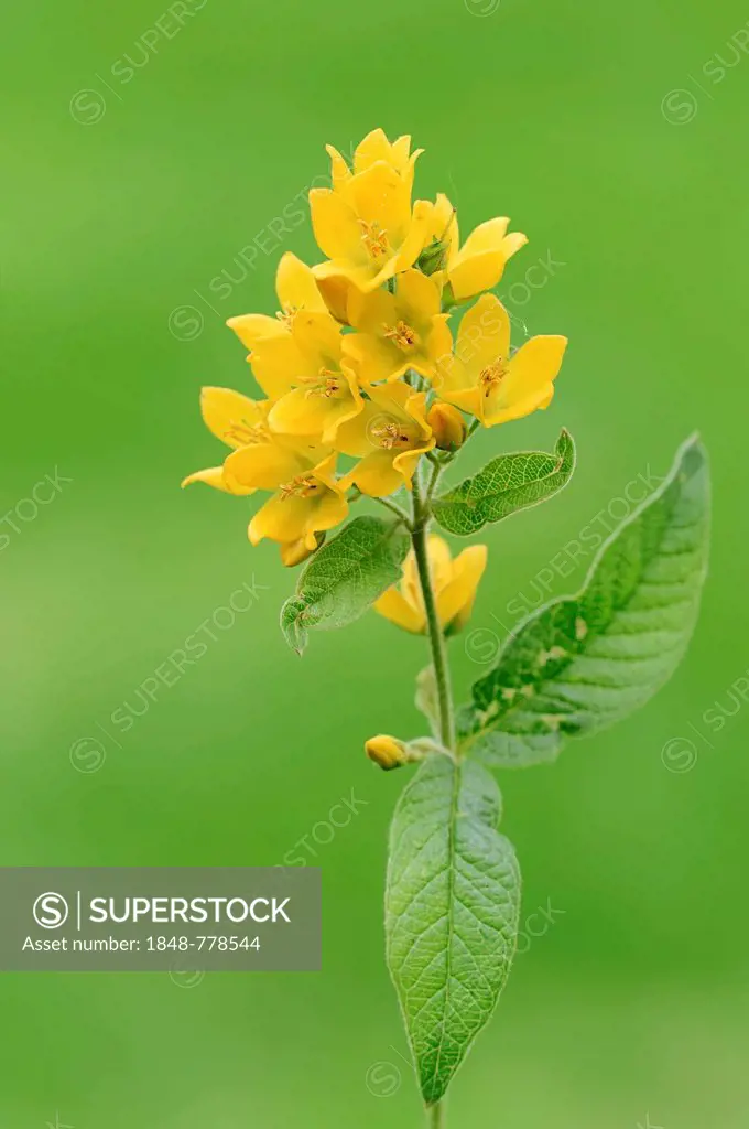 Garden Loosestrife, Yellow Loosestrife or Garden Yellow Loosestrife (Lysimachia vulgaris)