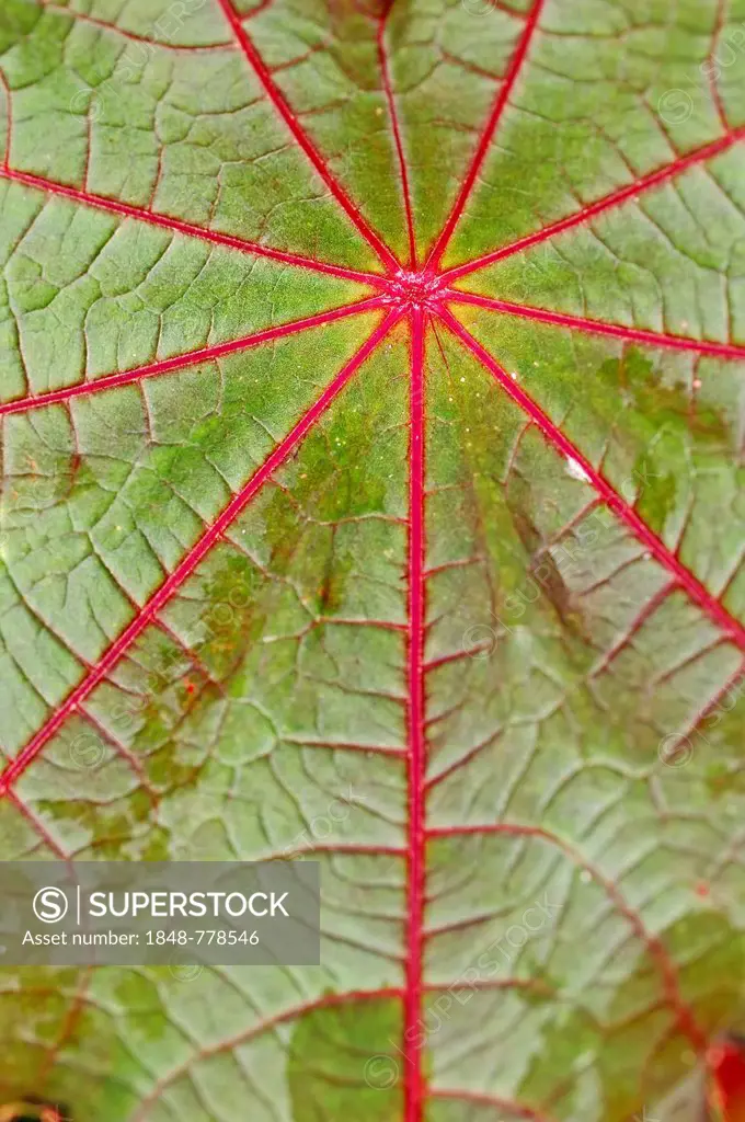 Castor Oil Plant, Ricinus (Ricinus communis), detail of leaf
