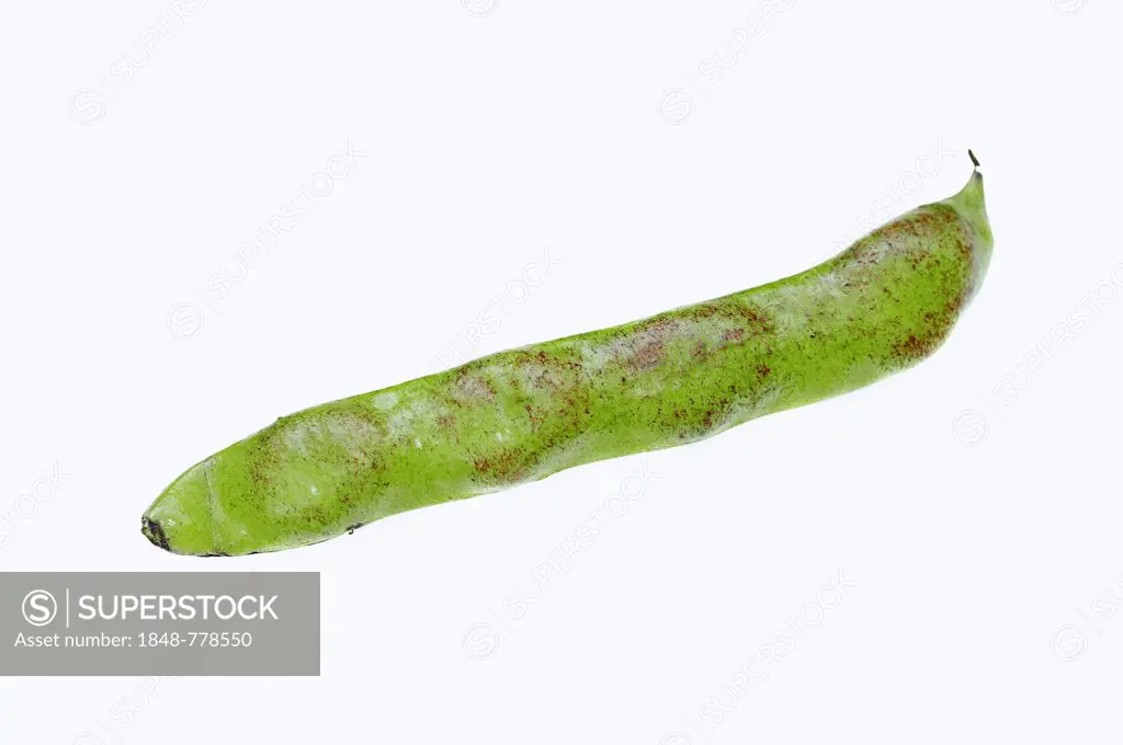 Broad bean or fava bean (Vicia faba), pods