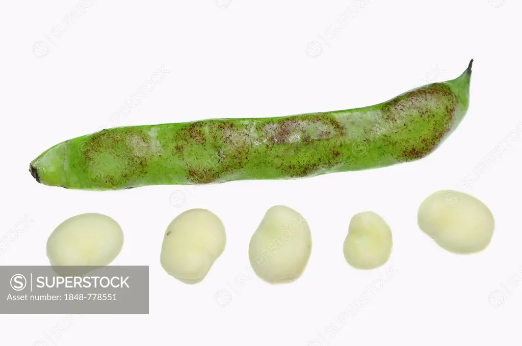 Broad bean or fava bean (Vicia faba), pod and beans