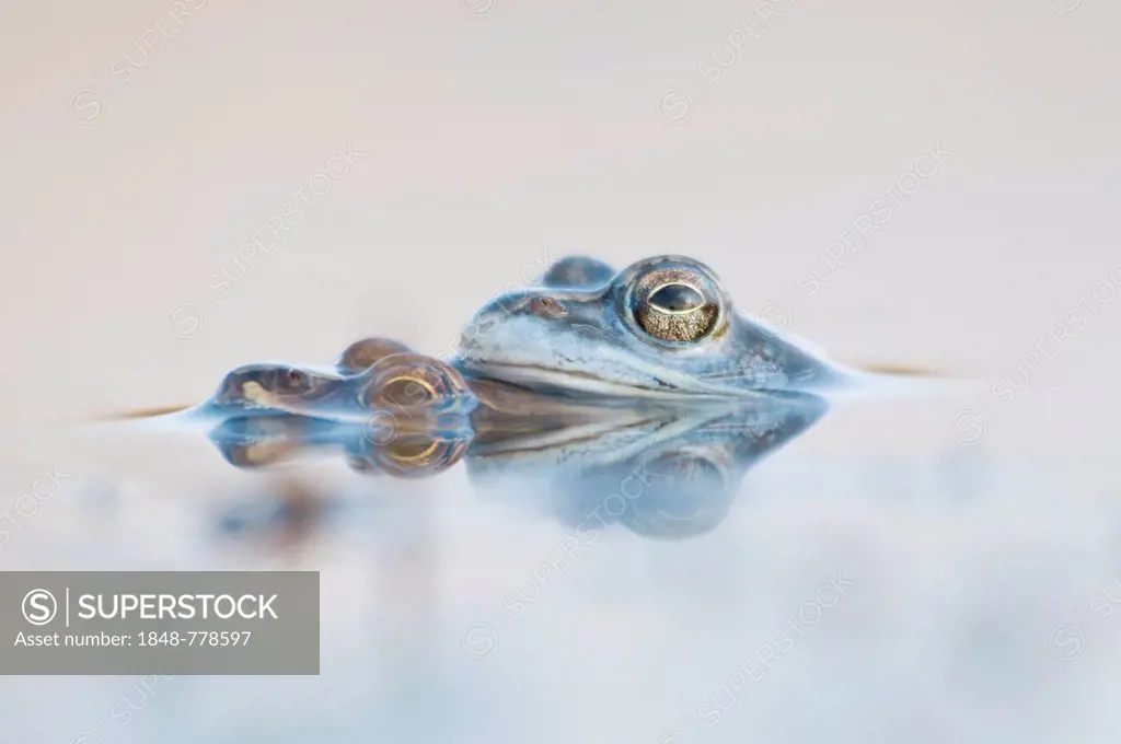 Moor frogs (Rana arvalis)