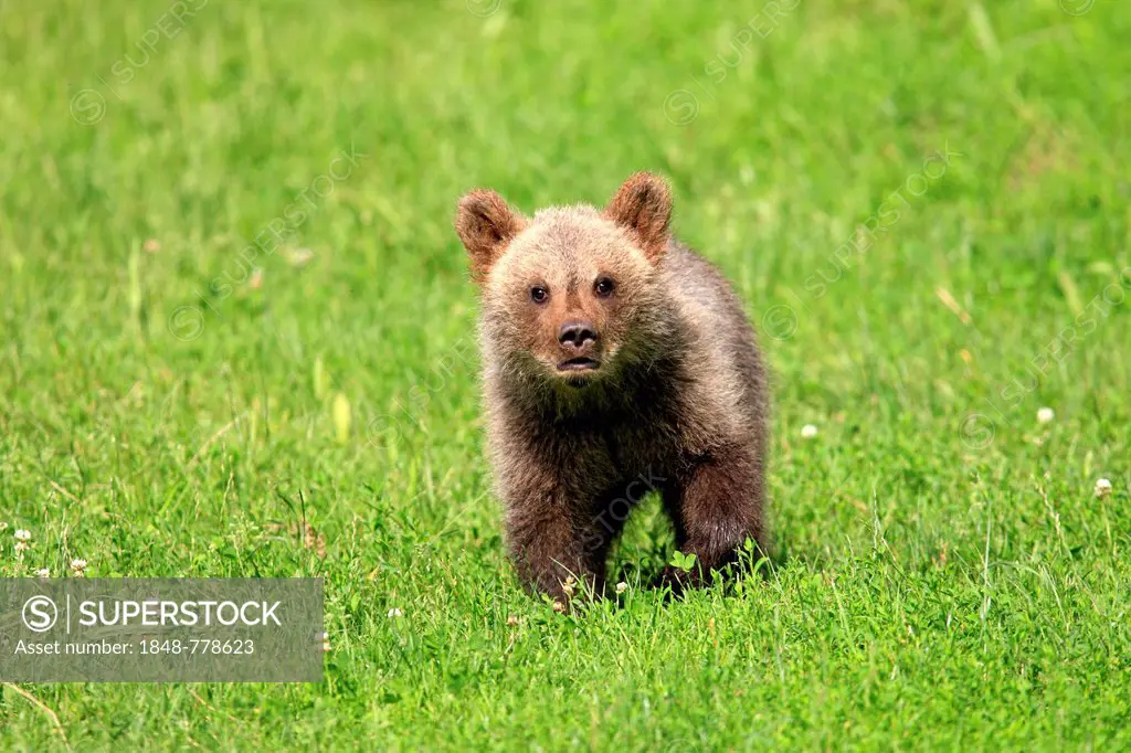 Brown Bear (Ursus arctos) cub, captive