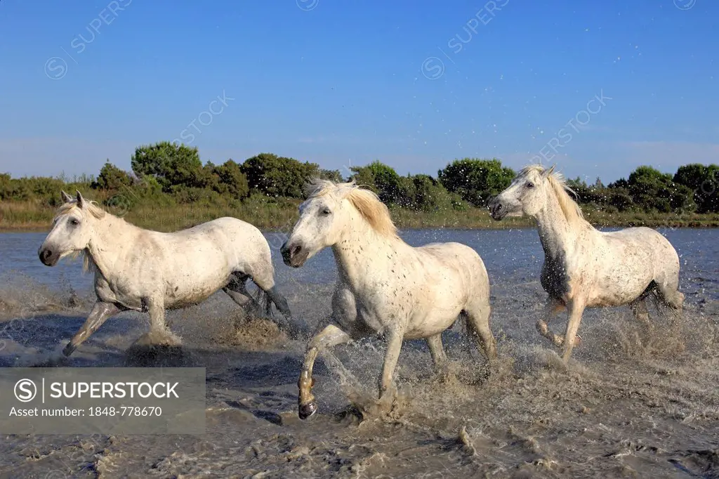 Camargue horses (Equus ferus caballus) running through water