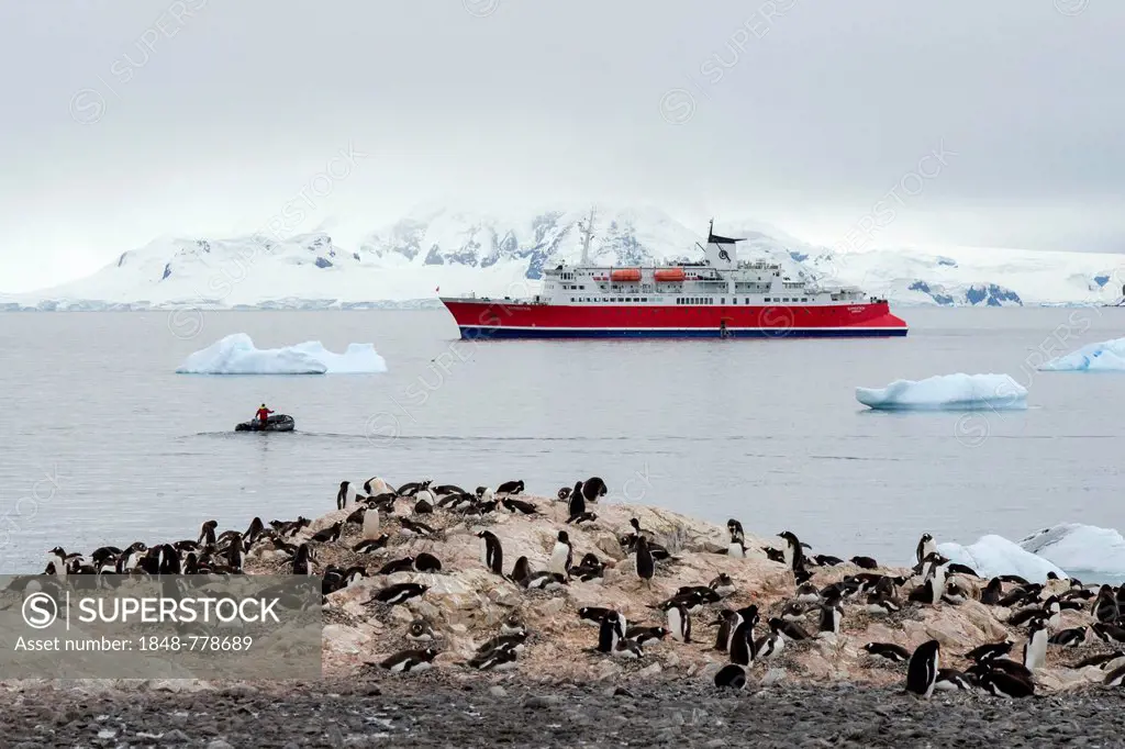 Expedition cruise ship, MS Expedition, and a Zodiac inflatable boat between icebergs, colony of Gentoo Penguins (Pygoscelis papua) at the front