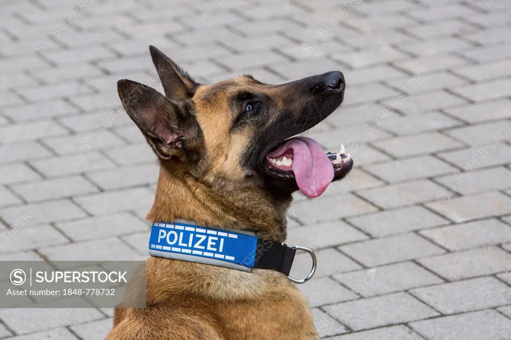 Belgian Shepherd dog, police dog, sniffer police with police collar